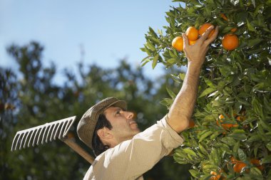 Çiftçi malzeme çekme portakal