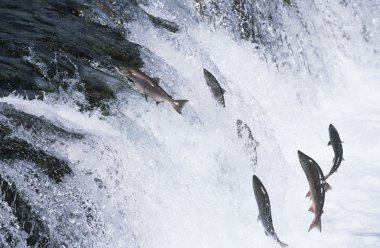 Salmon jumping upstream in river clipart