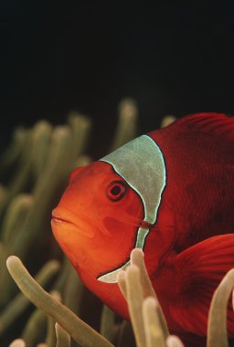 Spinecheek anemonefish clipart