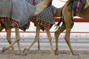 camels running during training clipart