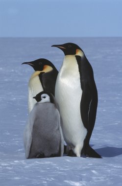 İmparator penguen aile