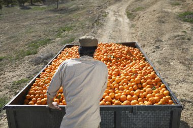 Çiftçi hasat olgun portakal ile 