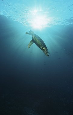 Hawksbill turtle swimming in sunbeams clipart