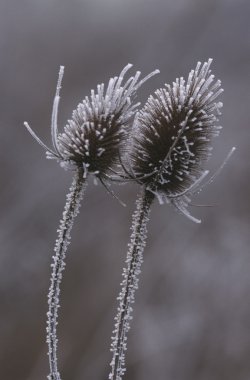 soğuk ortak teasel