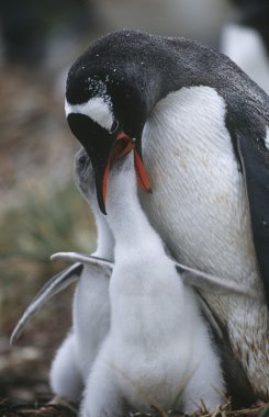 civciv besleme gentoo pengueni