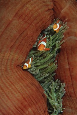 False clown anemonefish clipart