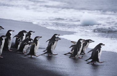 Miğfer penguenleri kolonisi denize yürüyüş