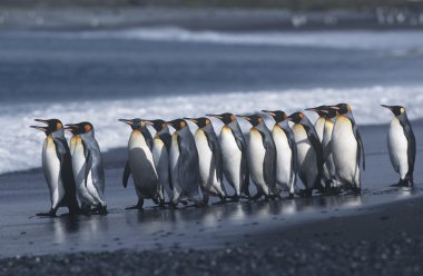 Kral'ın Colony Beach penguenler