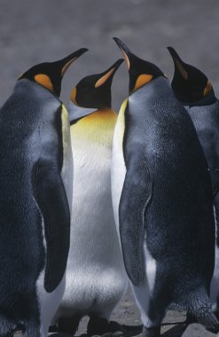 Kral penguen sahilde duran