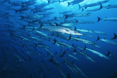 Large school of Barracuda fish clipart
