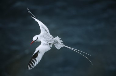 Tropicbird flying above sea clipart