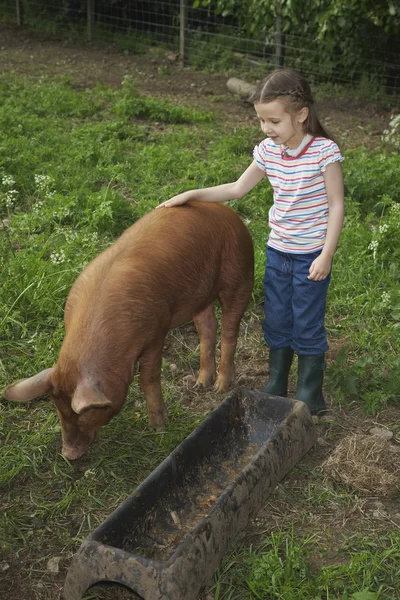 Chica acariciando un cerdo —  Fotos de Stock