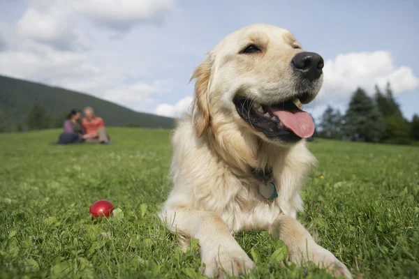 Golden retriever reclinado en el prado —  Fotos de Stock