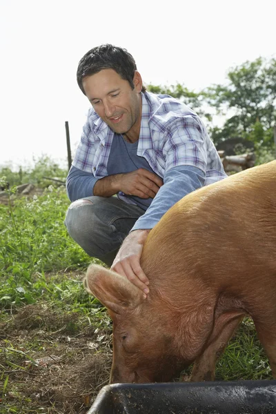 Man Feeding Pig — Stock Photo, Image