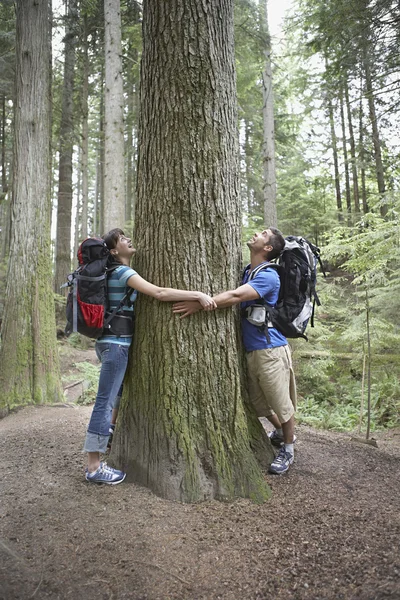 Пара обнимающих деревьев — стоковое фото
