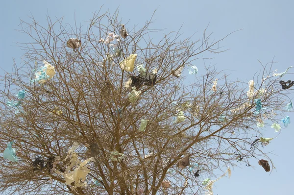 벌 거 벗은 나무에 비닐 봉지 — 스톡 사진