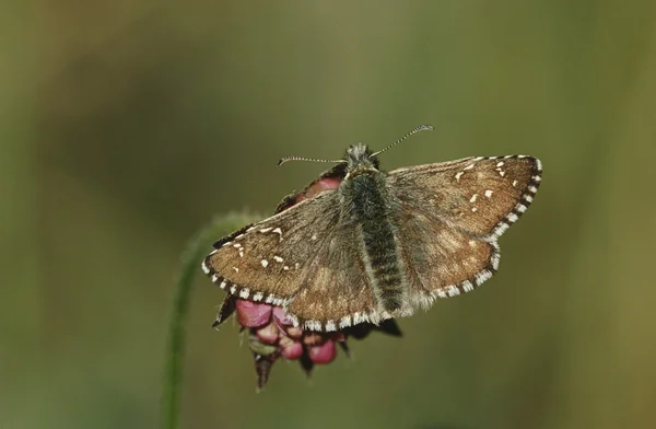 Motyl na kwiat — Zdjęcie stockowe