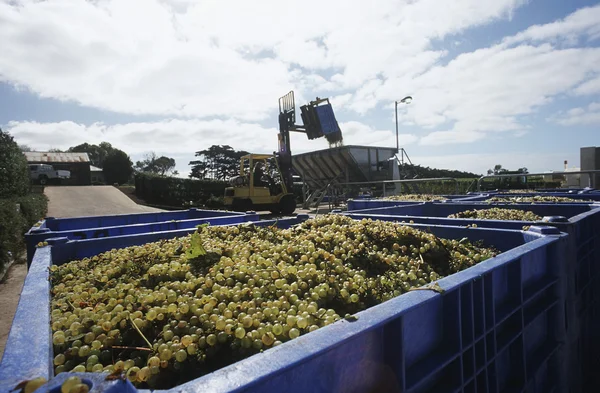 Crushing grapes in winery — Stock Photo, Image