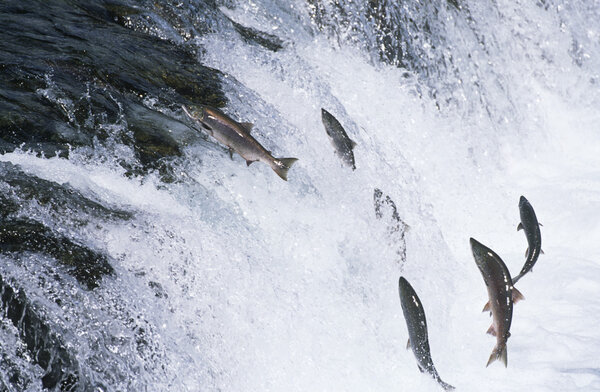 Salmon jumping upstream in river
