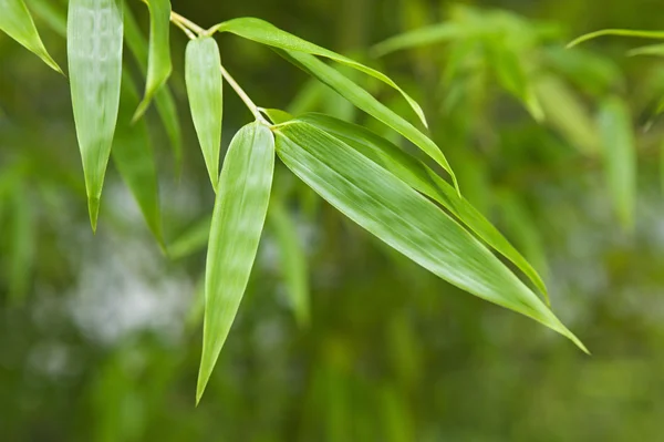 Himeji Koko-en Gardens — Stock Photo, Image