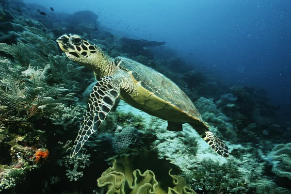 Hawksbill turtle — стокове фото