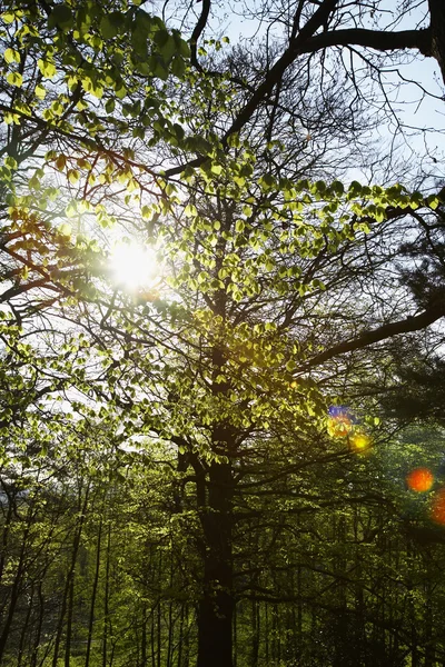 Solljus i träd — Stockfoto