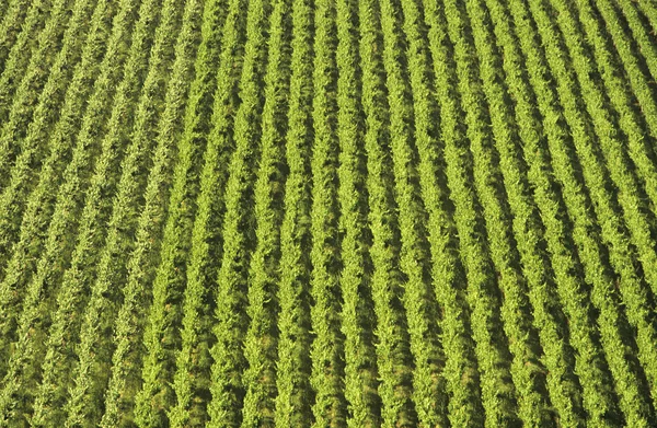 Aerial view, rows of grape vines, vineyard — Stock Photo, Image