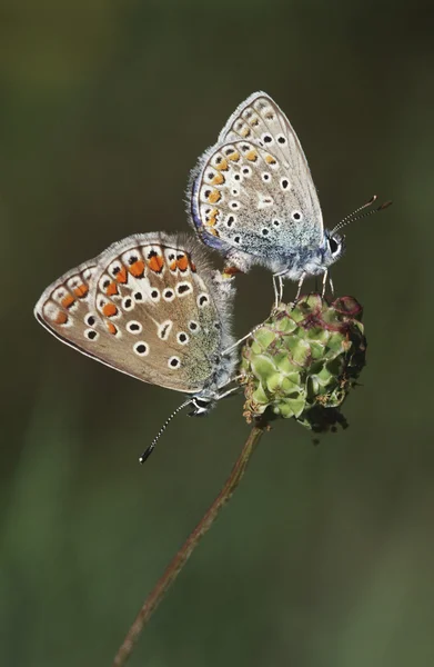 Skira bevingade fjärilar — Stockfoto
