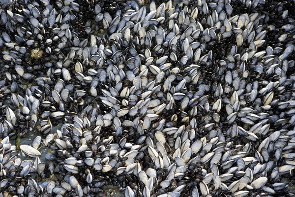 Quadro completo de conchas do mar — Fotografia de Stock