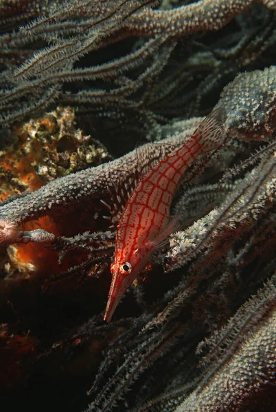 Longnose hawkfish — 스톡 사진