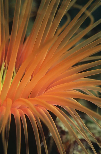 Oranje buis anemone — Stockfoto