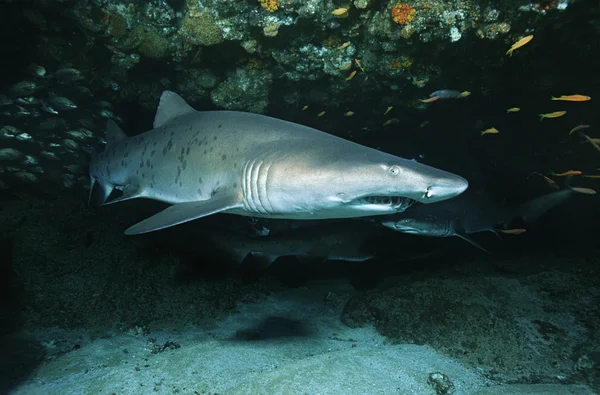 Sand tiger shark — Stock Photo, Image