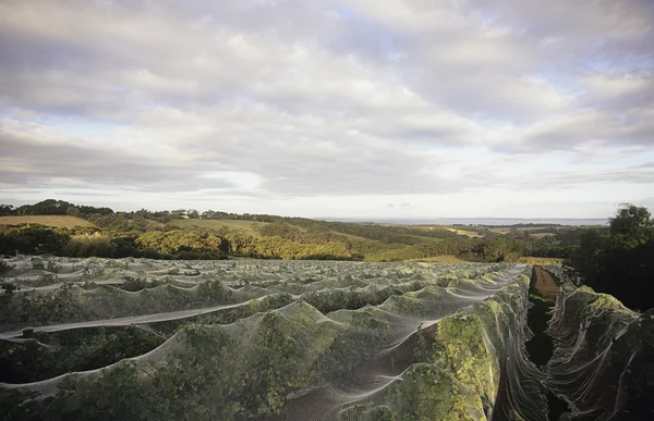 Nets over vineyard — Stock Photo, Image