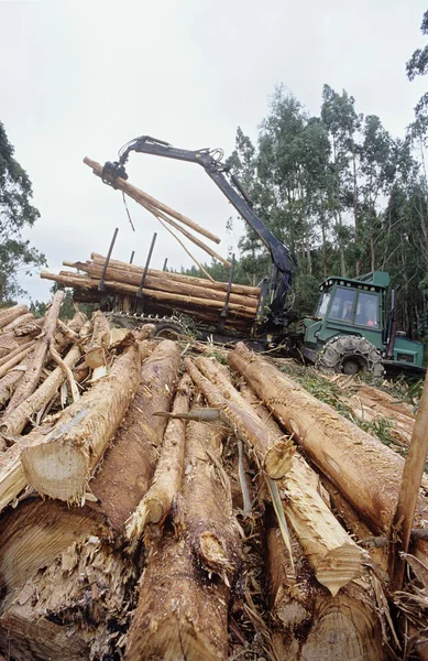 Deforestazione per cippato su piantagione — Foto Stock