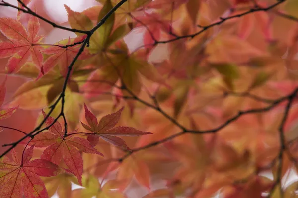 Esdoorn in de herfst — Stockfoto