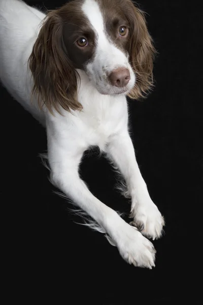 Inglês Springer Spaniel — Fotografia de Stock