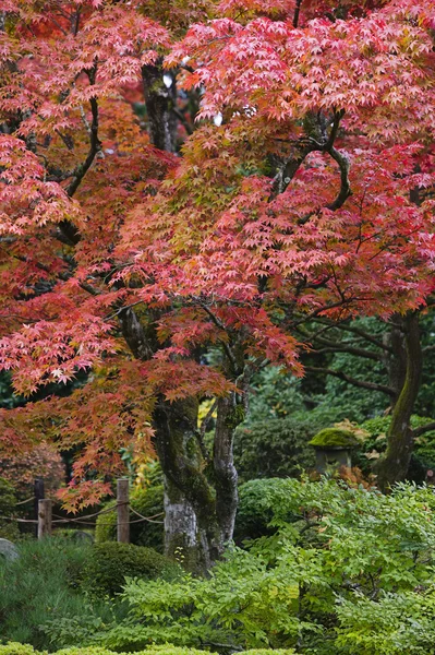 Maple trees — Stock Photo, Image