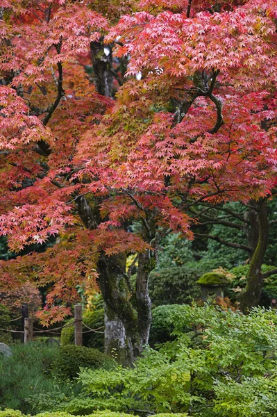 カエデの木 — ストック写真