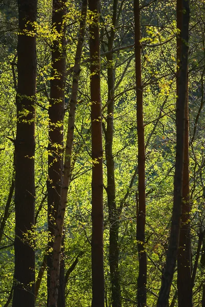 Árvores na floresta — Fotografia de Stock