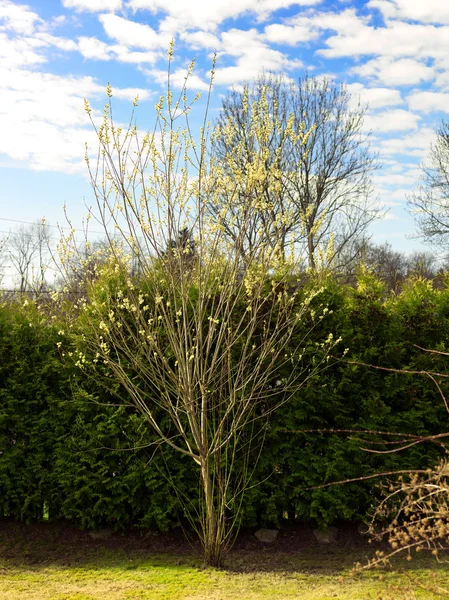 Garden with hedge in background — Stock Photo, Image