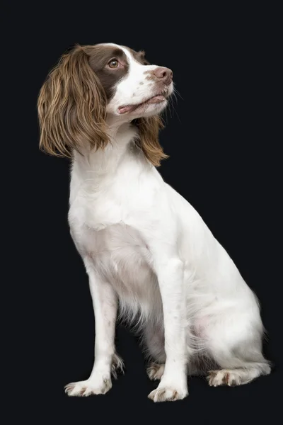 Inglês Springer Spaniel — Fotografia de Stock