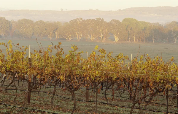 Wijngaard in rurale landschap — Stockfoto