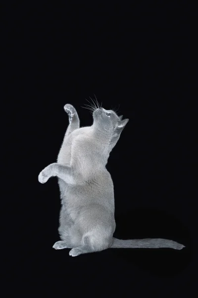 블루 버마어 고양이 — 스톡 사진