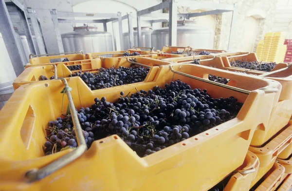 Uvas de vinho em recipientes — Fotografia de Stock