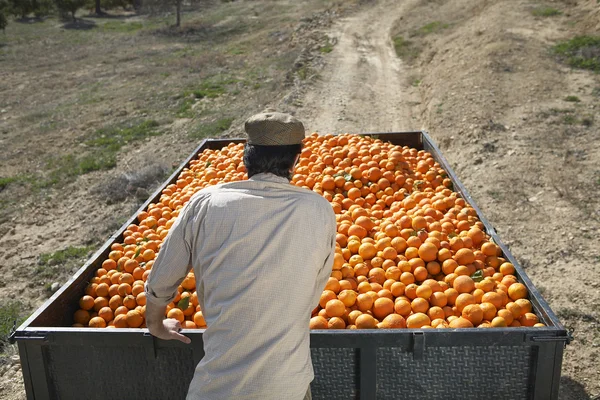 Фермер с собранными спелыми апельсинами — стоковое фото