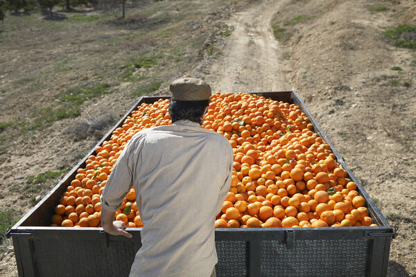 Фермер с собранными спелыми апельсинами
 