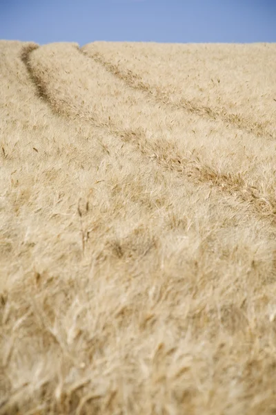 Campo di grano — Foto Stock