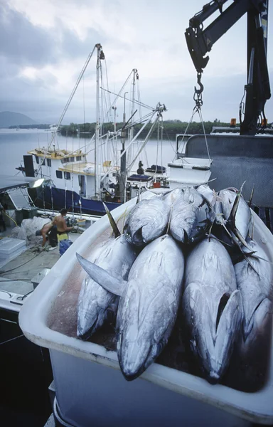 Thon poisson en conteneur sur le bateau — Photo