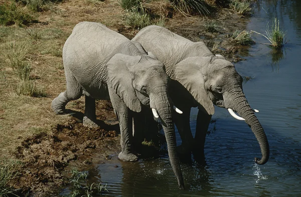 Elefantes bebendo água do rio — Fotografia de Stock