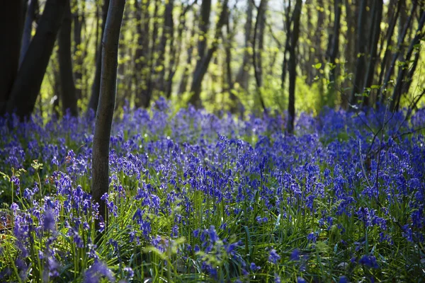 Wildblumen im Wald — Stockfoto